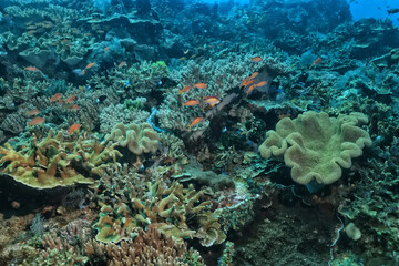 Naklejka na ściany i meble coral texture underwater background reef abstract sea