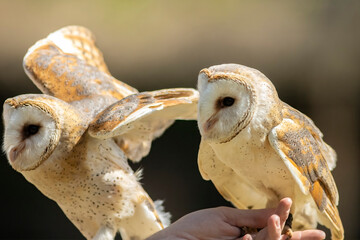 Barn owl
