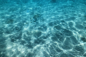seascape panorama underwater flock of fish in the water