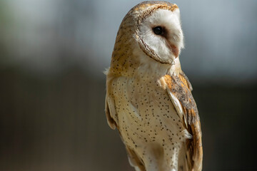 Barn owl