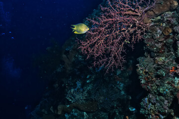 small colorful coral fish on the reef underwater tropical wildlife