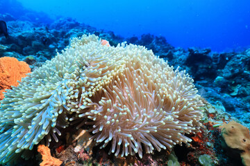 Fototapeta na wymiar anemone actinia texture underwater reef sea coral