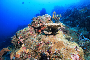 Plakat ascidia underwater wildlife animal tropical sea