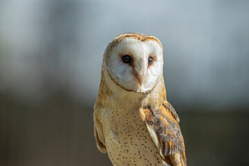 Barn owl