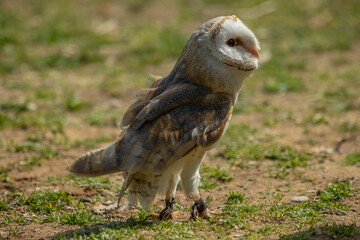 Barn owl