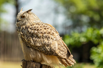 Eurasian eagle-owl