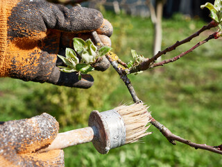 Lime treatment of the bark of a fruit tree branch affected by a fungal disease.