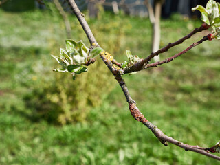 The bark of a fruit tree branch is affected by a fungal disease.
