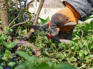 A dried branch of a currant bush is cut with secateurs. Caring for currant bushes.