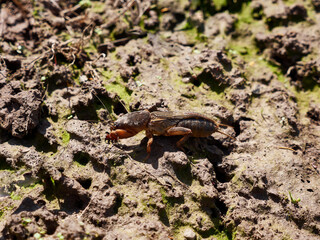 Gryllotalpidae  insect in open ground in early spring.