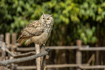 Obraz premium Eurasian eagle-owl