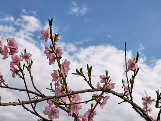 A flowering apricot tree in early spring. gardening. Garden care.
