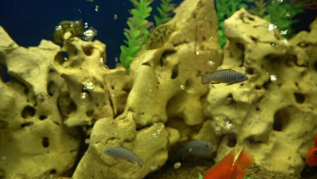 Colourfull fishes in the aquarium. Domestic fish swims. A pet. Underwater world at home.