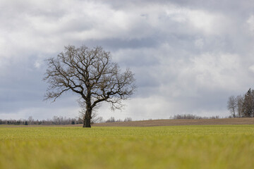 A lonely tree with no leaves in a grass field on a stormy day