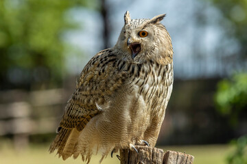 Eurasian eagle-owl