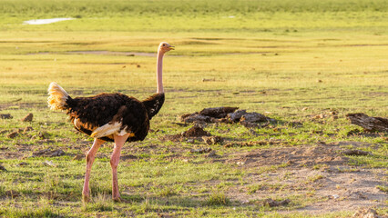 Male Common Ostrich (Masai, North African Ostrich), Amboseli National Park, Kenya.