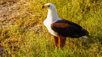 African Fish Eagle (Haliaeetus vocifer), Amboseli National Park, Kenya. 