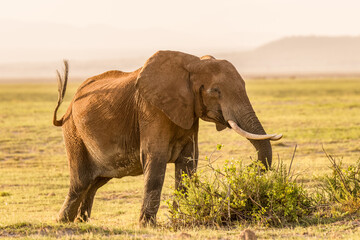 Elephant ( Loxodonta Africana) eating, Amboseli National Park, Kenya.