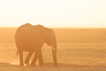An elephant ( Loxodonta Africana) walking by in golden backlight, Amboseli National Park, Kenya.