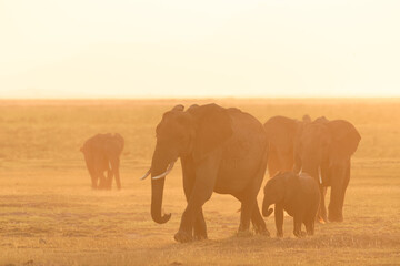 Fototapeta na wymiar A herd of elephant with calf ( Loxodonta Africana) walking by in golden backlight, Amboseli National Park, Kenya.