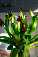Withered tulips on the background of a kitchen cabinet. Focus on petals