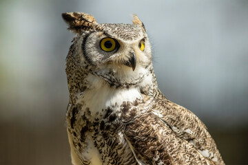 Eurasian eagle-owl