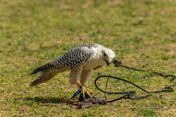 Gyrfalcon