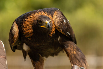 Golden eagle