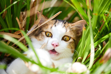 The scared cat in green grass