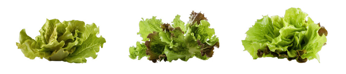 Set of lettuce on transparent background