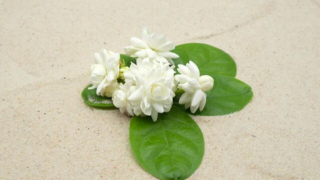 Close up Jasminum Sambac rotating on sand background.