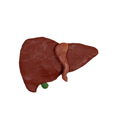 Liver, anatomical plasticine model isolated on blom