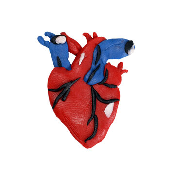 Anatomical heart, plasticine model isolated on white