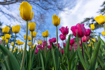 Obraz premium Tulips in a flower bed, yellow and pink flowers against the sky and trees, spring flowers.