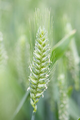 green wheat field, young ears of green wheat in spring