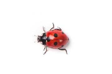 Seven spot red ladybird isolated on white background.