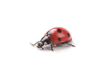 Seven spot red ladybird isolated on white background.