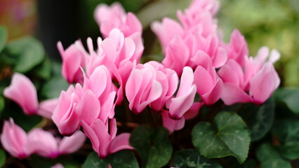 She picked some roses this morning