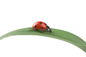 Fototapeta premium seven-spot ladybird on leaf on white background.