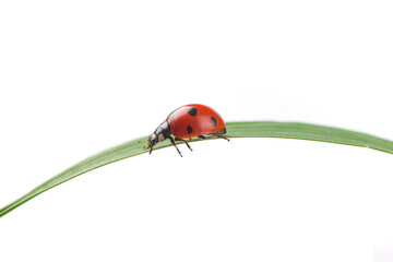 seven-spot ladybird on leaf on white background.
