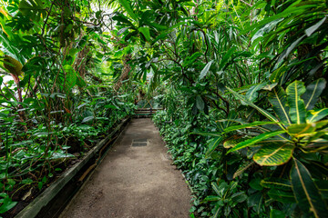 Greenhouse full of tropical green plants. The Palm House, an exotic oasis in the middle of the city. Palm house full of exotic plant species.