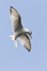 Lurking Common Tern