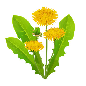 Yellow dandelion flower with leaves on a white background. vector illustration.