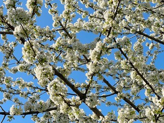 Spring white flowers cherry blossom tree on blue sky.