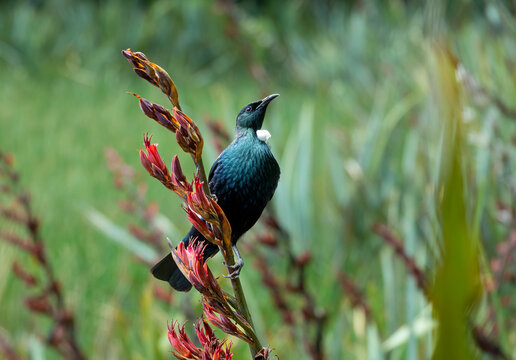 Tui bird (Tūī) (Prosthemadera novaeseelandiae),Tai Poutini National Park, Westland, on the West Coast of New Zealand's South Island.