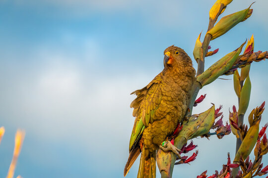 Kea (Nestor notabilis) a unique endemic species of large parrot found only in the forested and alpine regions of the South Island of New Zealand.