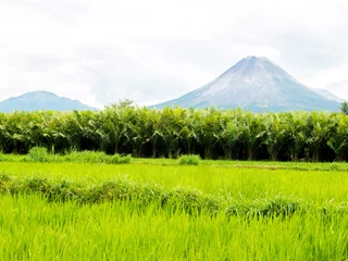 Poster Green rice paddy field scenery view with two mountains background in far away. Fresh green asian countryside beautiful landscape in the morning. © MechAndIcha