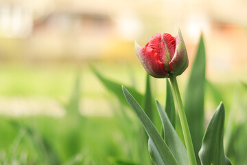 Bud of a red tulip close-up, empty space on the left. Flowers in spring, nature in the city
