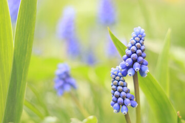 Fototapeta premium Spring blue flowers close up. Nature is in the details. Flowers in spring in sunny weather
