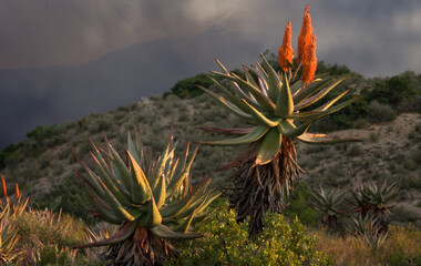 Aloe Vera Plant, Breede River, Western Cape, South Africa